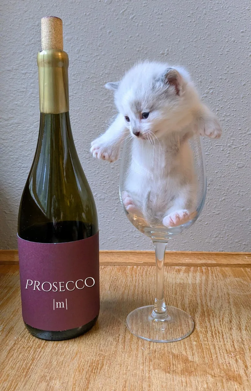 A baby medium-sized male Cream Point Extra-Toes Cat / Hemingway Polydactyl cat named Prosecco for adoption in Springfield, OR