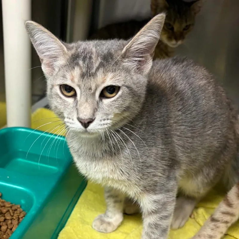A baby small-sized female Torbie Domestic Short Hair cat named Pretzel for adoption in Concord, NC
