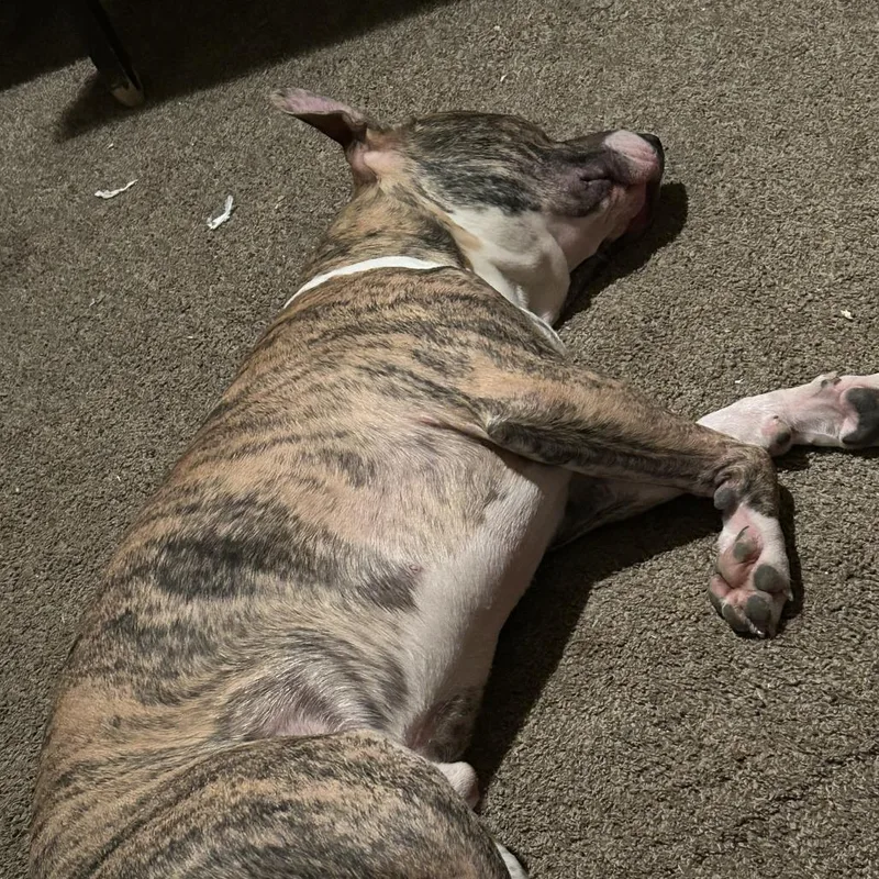An adult large-sized male Brindle Pit Bull Terrier dog named Chewy for adoption in Philadelphia, PA