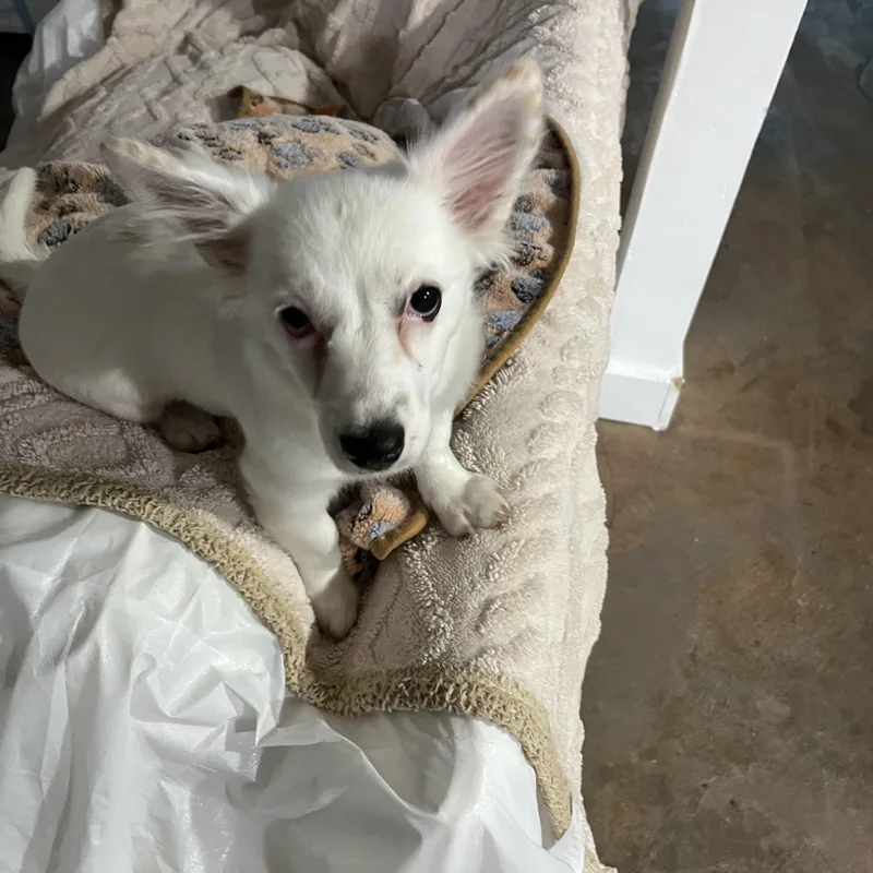 Nova