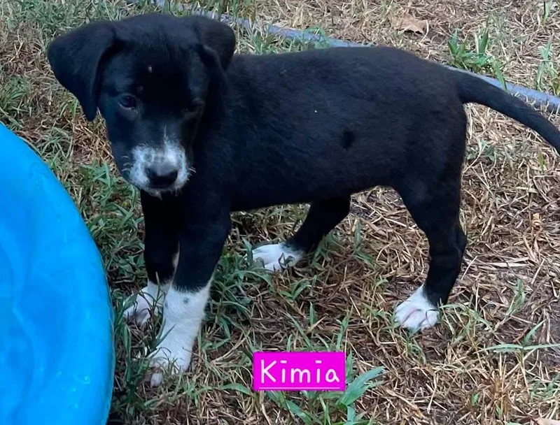 Kimia thumbnail 4