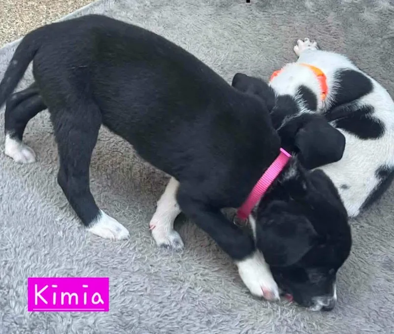 Kimia thumbnail 6