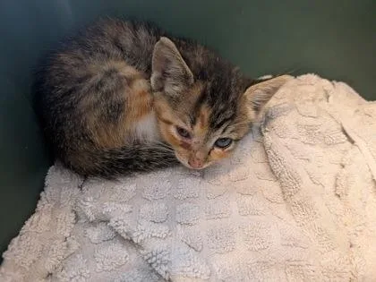 A baby small-sized female Domestic Short Hair cat named Belltara for adoption in Atlanta, GA