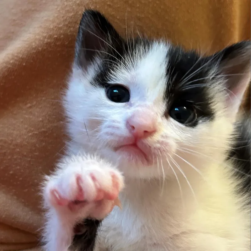 An adult medium-sized female Domestic Short Hair cat named Domino for adoption in Cumming, GA