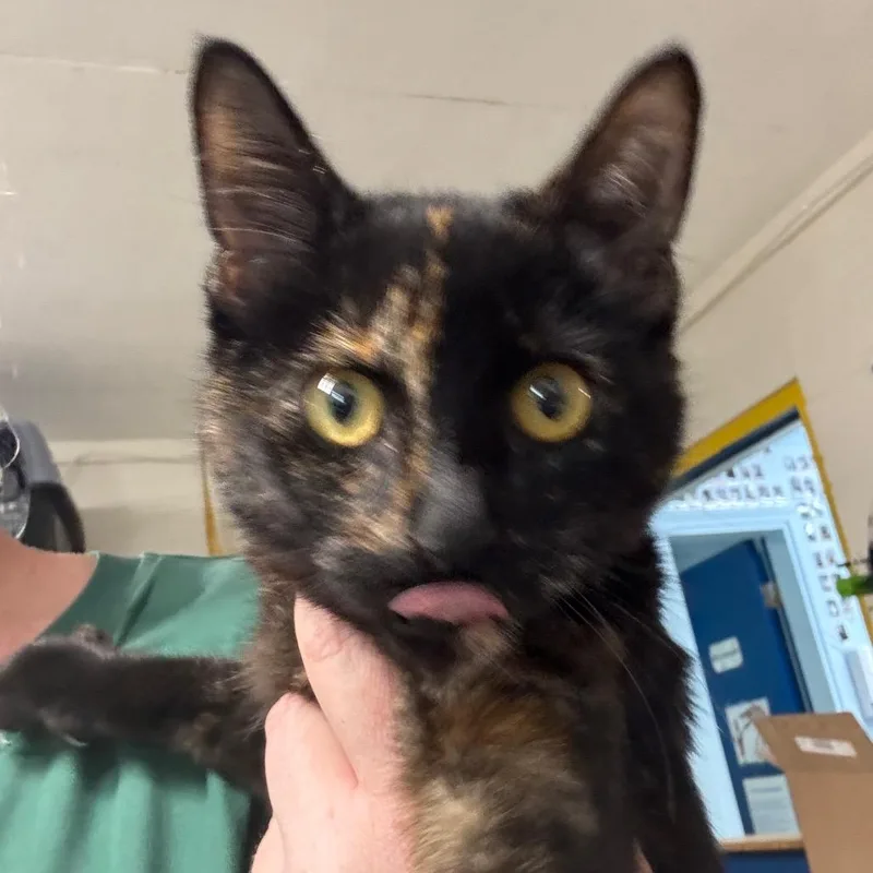 A baby small-sized female Tortoiseshell Domestic Short Hair cat named Willow for adoption in Eureka Springs, AR