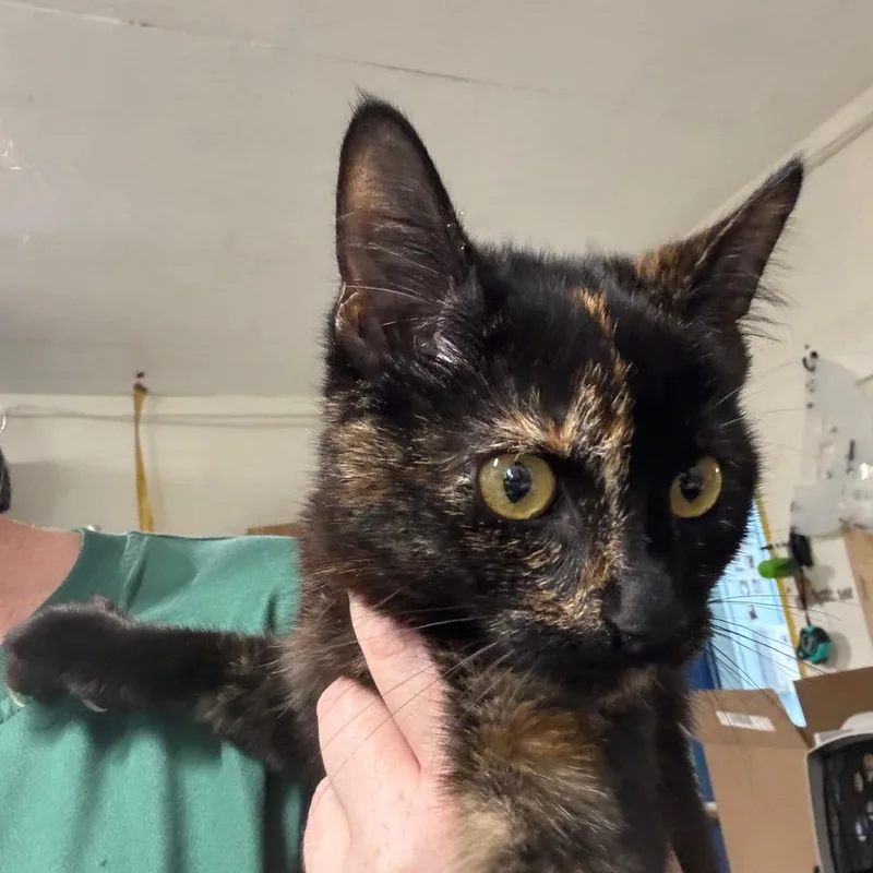 Willow thumbnail 6