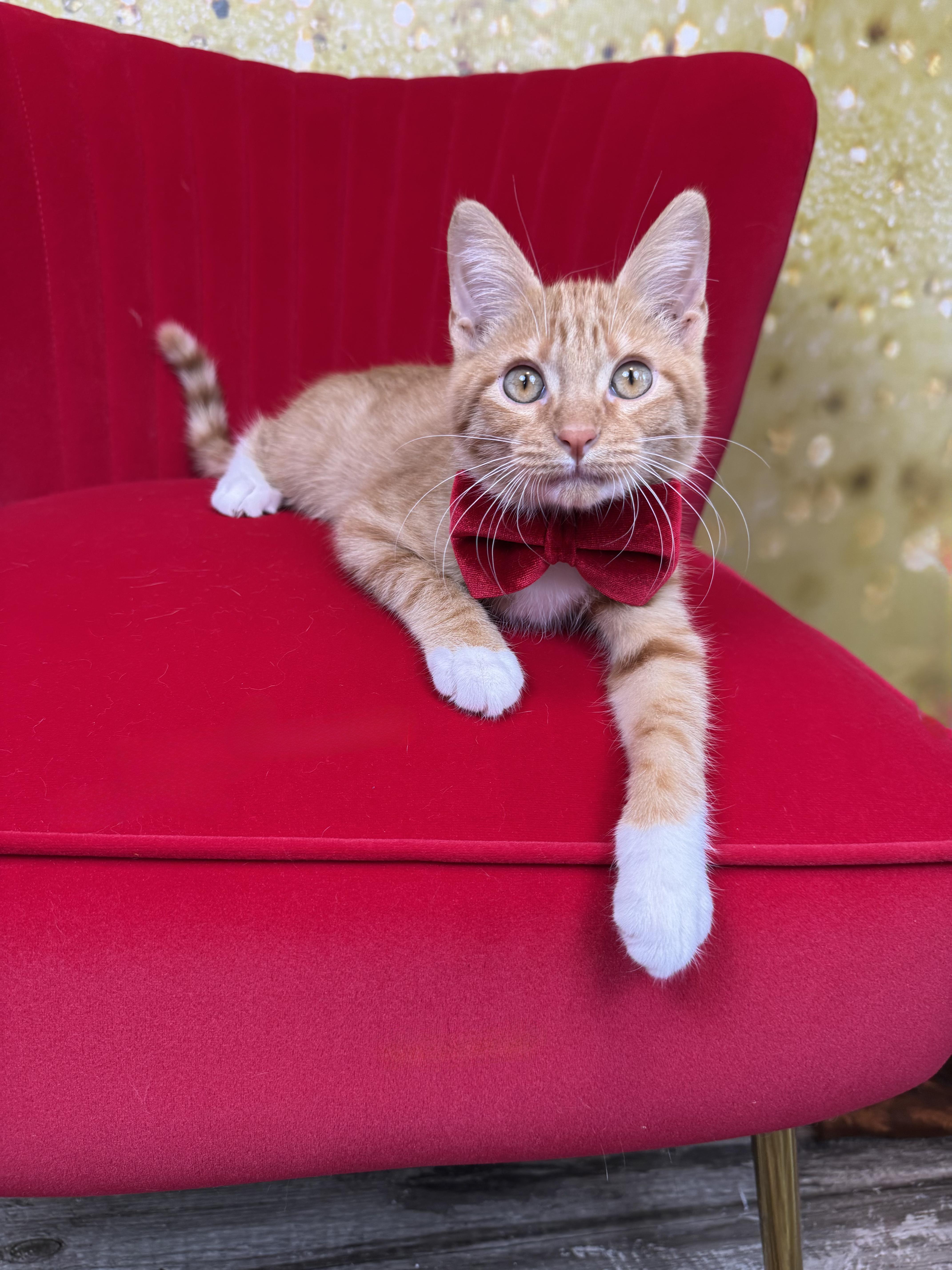 A baby small-sized male Tabby cat named Calcifer for adoption in Houston, TX
