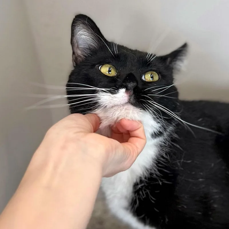 Jackie Boy thumbnail 2