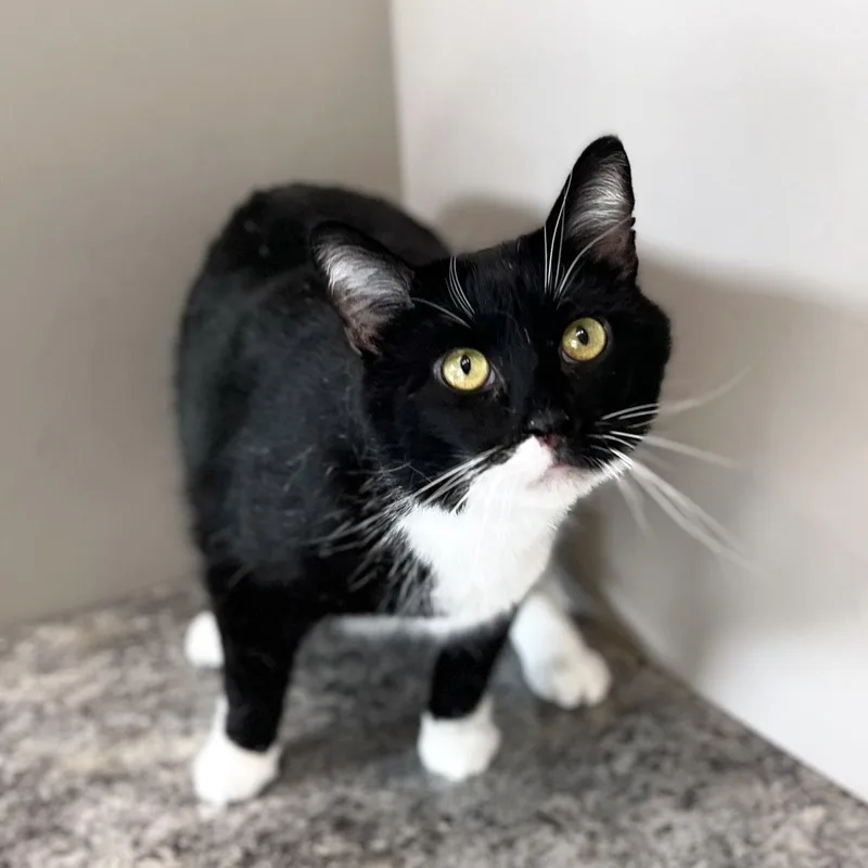 Jackie Boy thumbnail 3