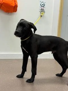 A baby medium-sized male Labrador Retriever dog named Samuel for adoption in South Bend, IN