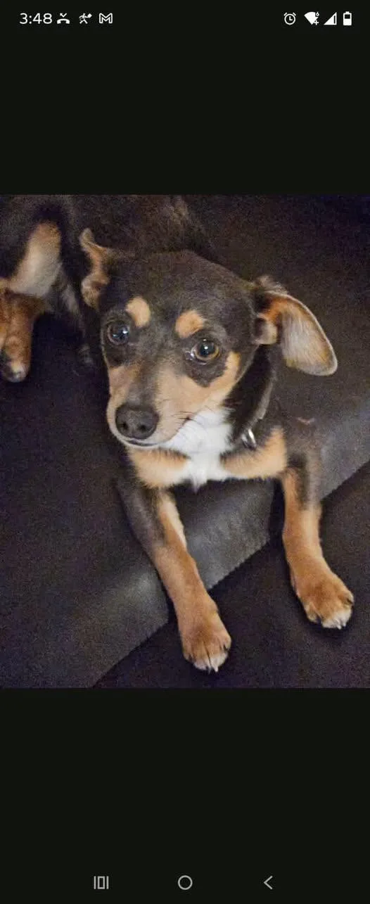 A young small-sized male Chihuahua dog named Frankie for adoption in Matthews, NC