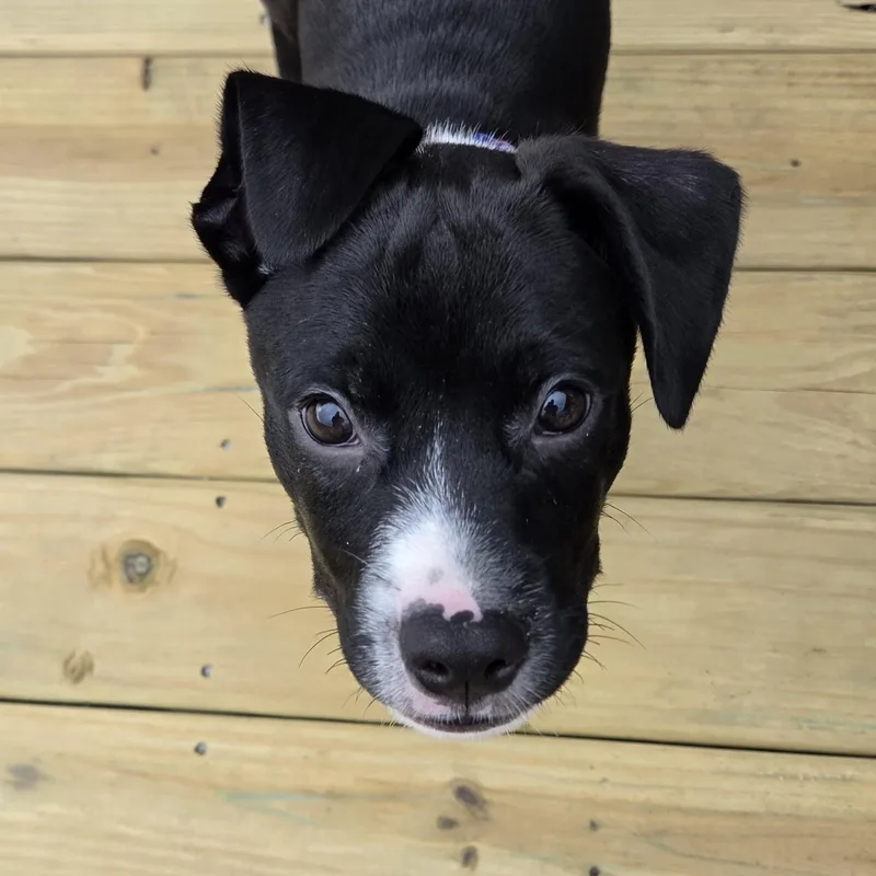 A baby large-sized male Black Pit Bull Terrier dog named Larry for adoption in Wyandotte, MI
