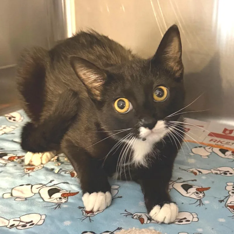 A baby medium-sized female Black Domestic Short Hair cat named Lilo for adoption in Belleville, IL