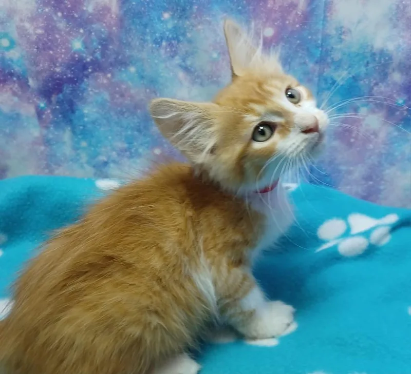 A baby small-sized male Domestic Medium Hair cat named Elliott for adoption in Washington Court House, OH