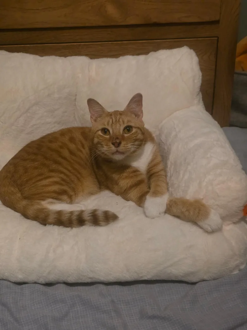 An adult medium-sized male Orange & White Domestic Short Hair cat named Gingerbread for adoption in Bethlehem, PA