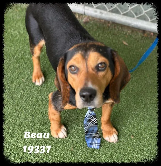 An adult medium-sized male Tricolor (Brown, Black, & White) Beagle dog named Beau See Also Cooper for adoption in Marietta, GA
