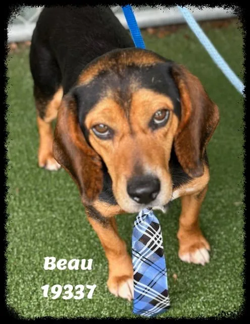 Beau See Also Cooper thumbnail 2