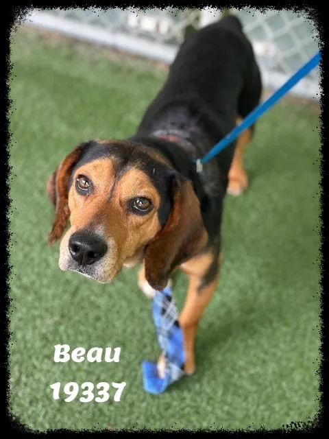 Beau See Also Cooper thumbnail 4