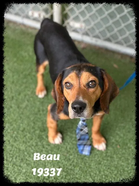 Beau See Also Cooper thumbnail 5