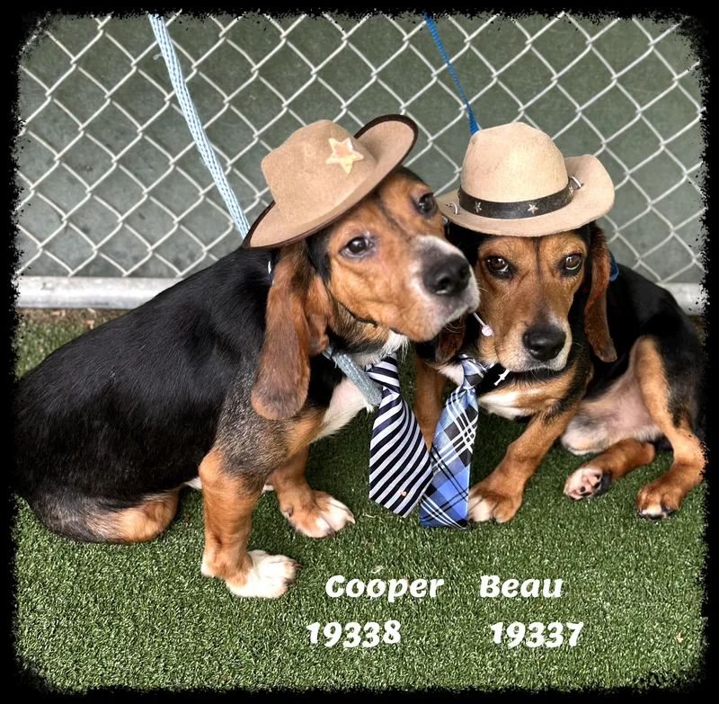 Beau See Also Cooper thumbnail 6