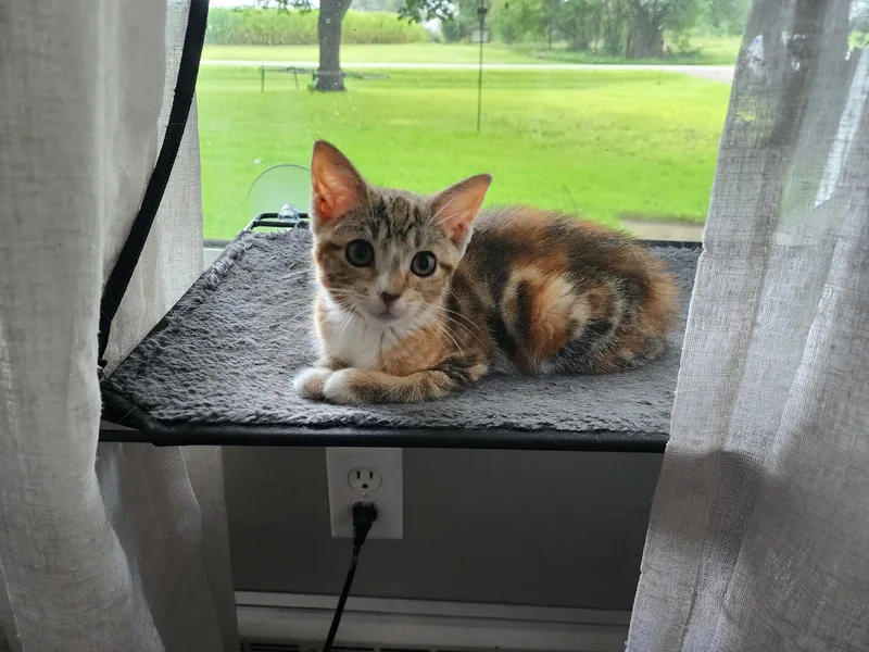 A baby medium-sized female Domestic Short Hair cat named Chelsea for adoption in Wheaton, IL