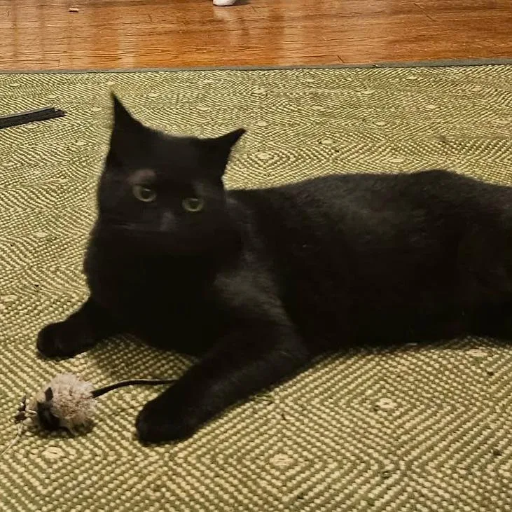 A young small-sized male Black Domestic Short Hair cat named Lily for adoption in Reisterstown, MD