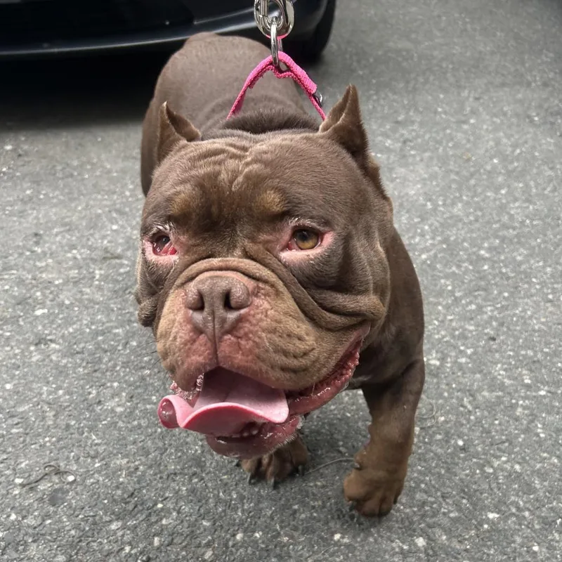 An adult medium-sized male Brown / Chocolate Mixed Breed dog named Mellow for adoption in Bangall, NY
