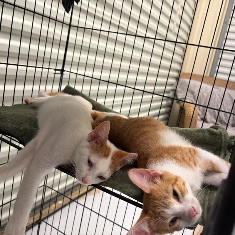 A young small-sized male Orange / Red Domestic Short Hair cat named Axel for adoption in Concord, NH