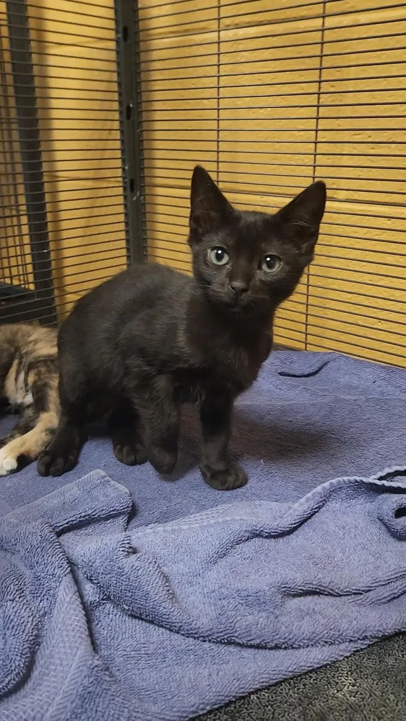 A baby medium-sized male Black Domestic Short Hair cat named Butterbean for adoption in Charleston, SC