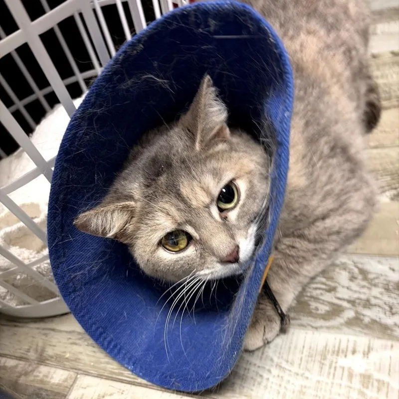 A young medium-sized female Gray / Blue / Silver Domestic Short Hair cat named Jolene for adoption in Bloomington, IL