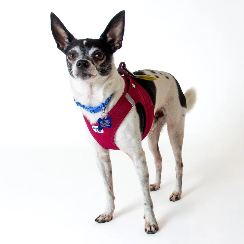 A senior small-sized male Black Chihuahua dog named Doctor Goodwin for adoption in San Francisco, CA