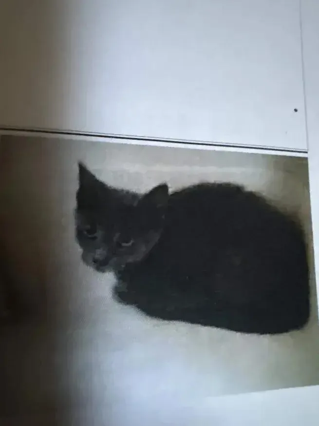 A baby small-sized female Domestic Short Hair cat named Pebbles for adoption in Grand Rapids, MI