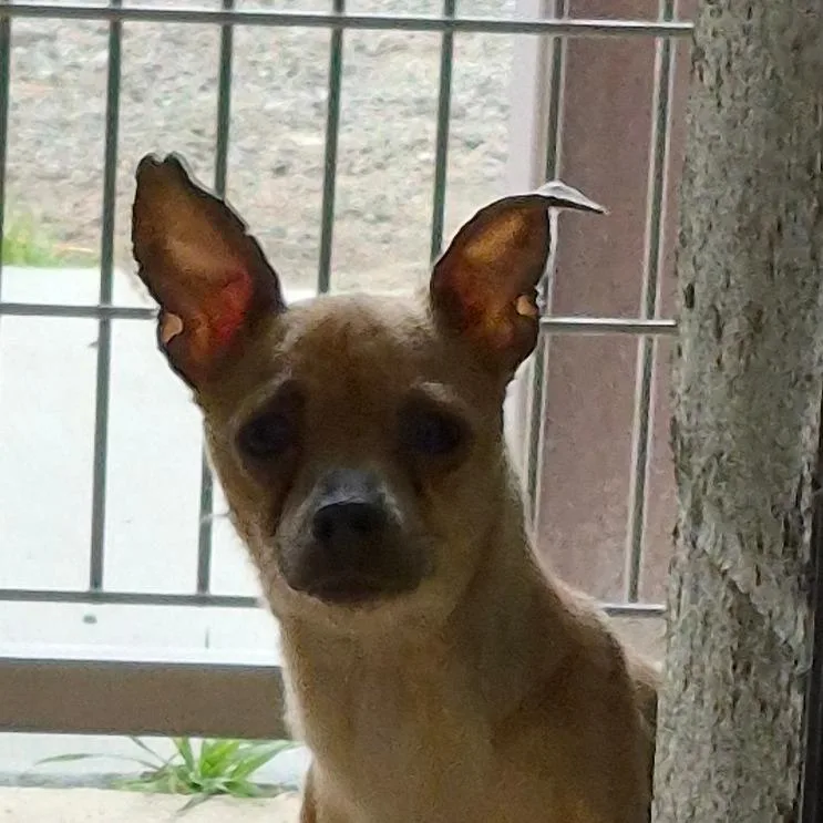 An adult small-sized female Yellow / Tan / Blond / Fawn Chihuahua dog named Shenzi for adoption in Reno, NV