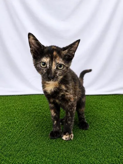 A baby small-sized female Black Domestic Short Hair cat named Calypso for adoption in Covington, LA