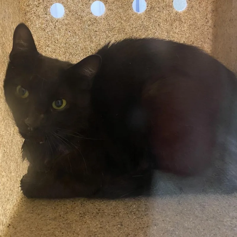 An adult small-sized female Black Domestic Short Hair cat named 71034 for adoption in Harrisonburg, VA