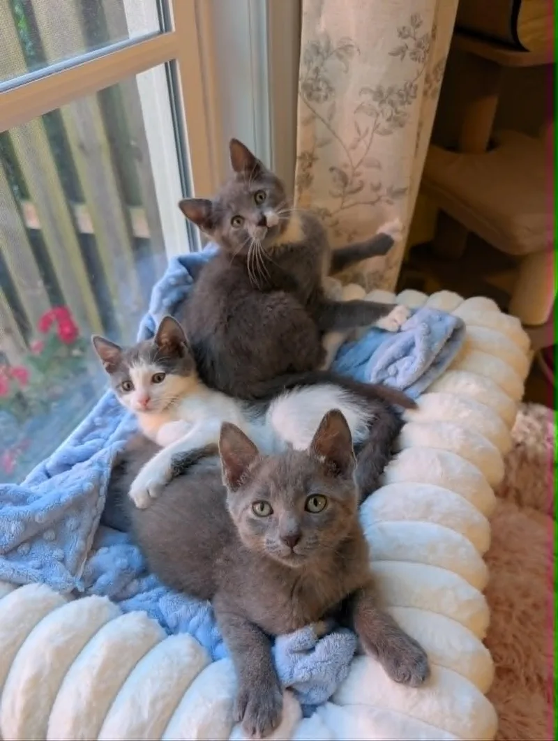 A baby medium-sized female Gray & White Domestic Short Hair cat named Sugar Plum for adoption in Overland Park, KS