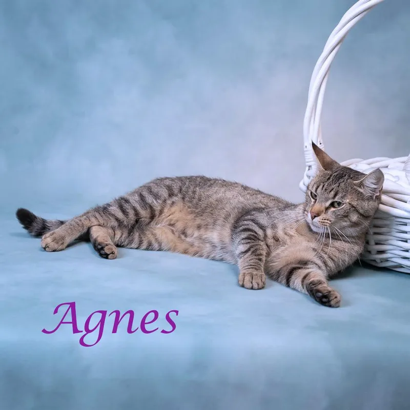 An adult medium-sized female Brown / Chocolate Domestic Short Hair cat named Agnes C for adoption in Lebanon, TN