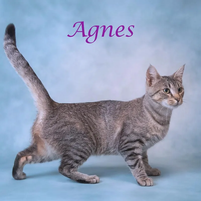 Agnes C thumbnail 2
