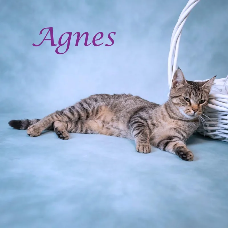 Agnes C thumbnail 3