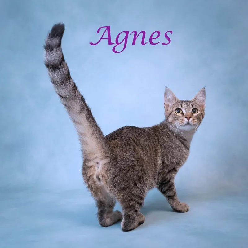Agnes C thumbnail 4