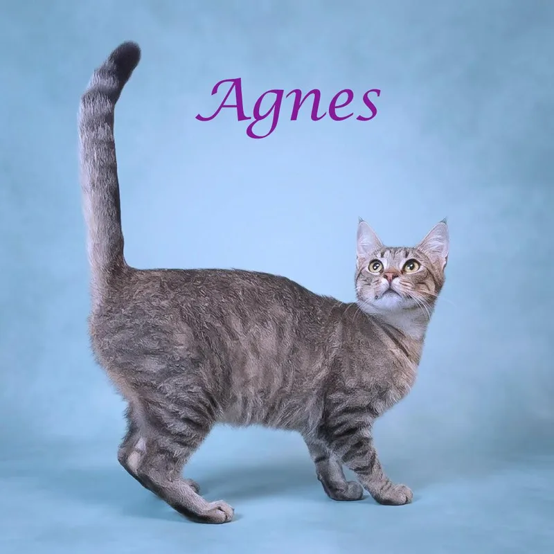 Agnes C thumbnail 5