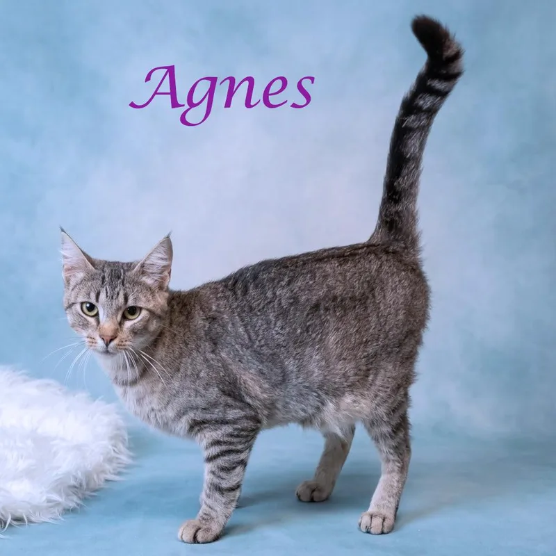 Agnes C thumbnail 6