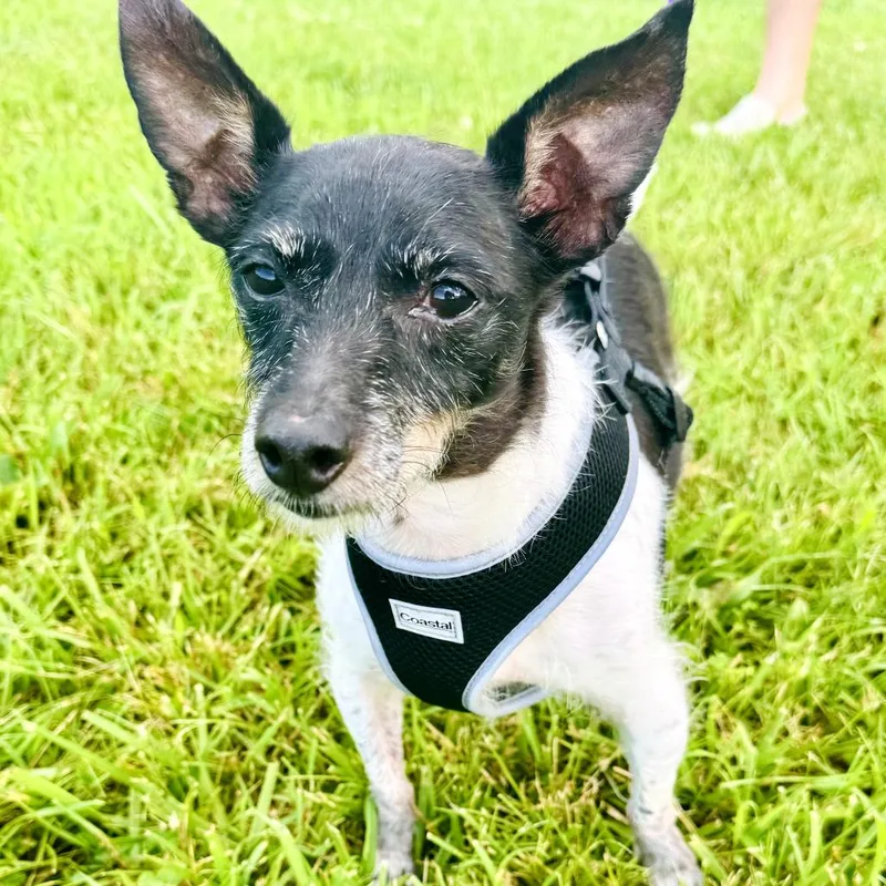 A senior small-sized male Black Jack Russell Terrier dog named Possum for adoption in Huntsville, AL