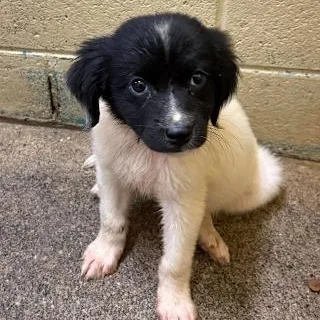 A baby medium-sized female Australian Shepherd dog named Oreo for adoption in Danbury, CT