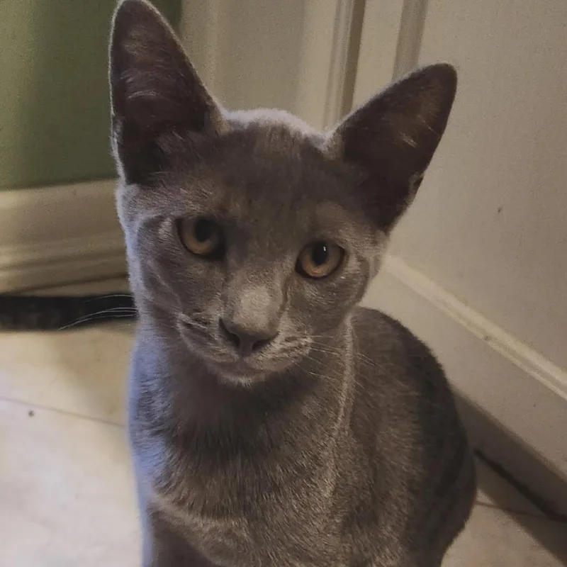 A baby small-sized male Gray / Blue / Silver Domestic Short Hair cat named Macaroon for adoption in Pleasanton, CA