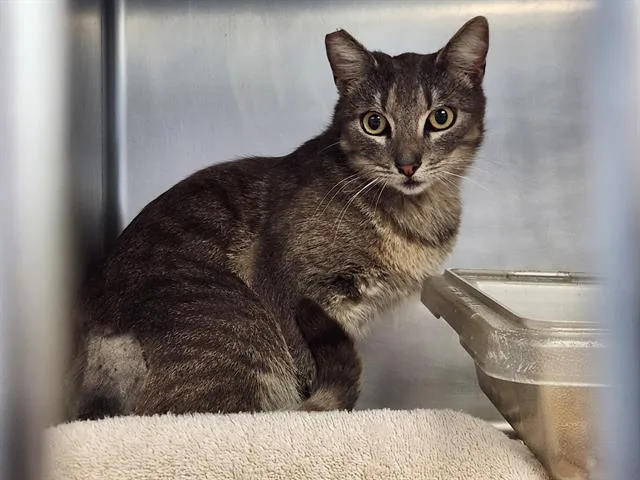 A young small-sized male Domestic Short Hair cat named Rhys for adoption in Camarillo, CA