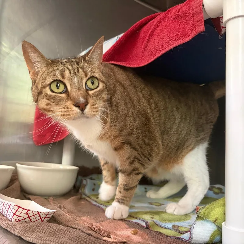 A senior large-sized female Domestic Short Hair cat named Bonnie for adoption in Cumming, GA