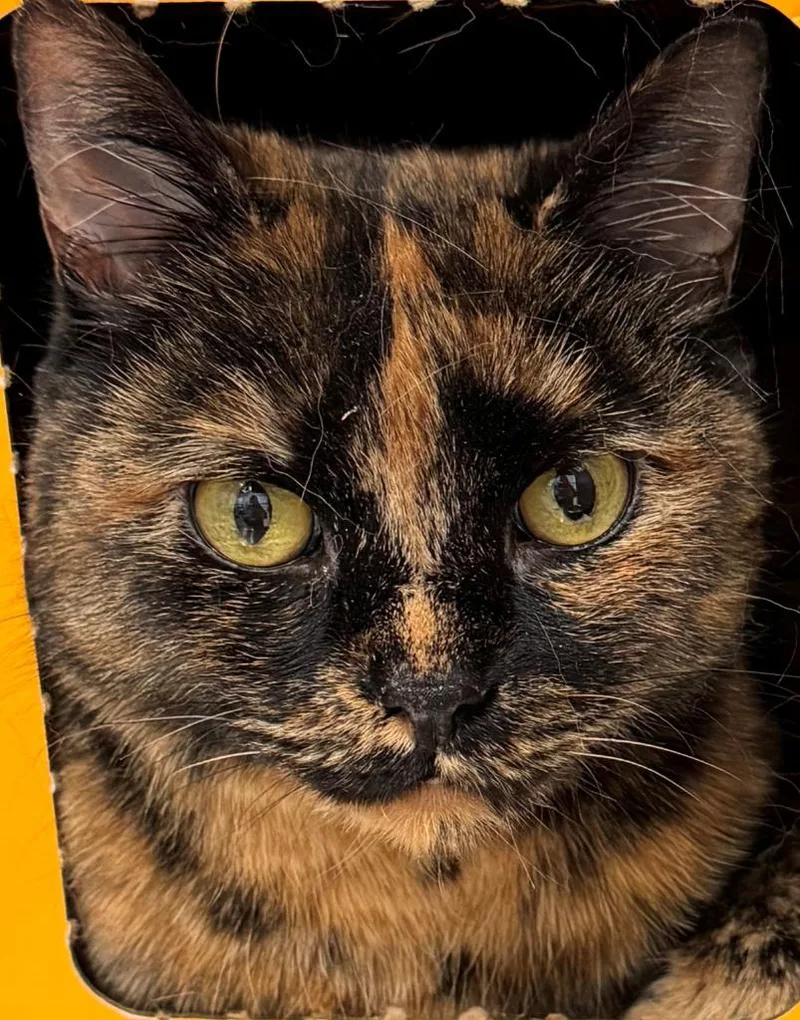 Mitten