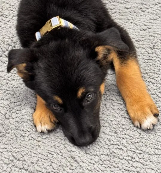A young large-sized female German Shepherd Dog dog named Lilac for adoption in Seattle, WA