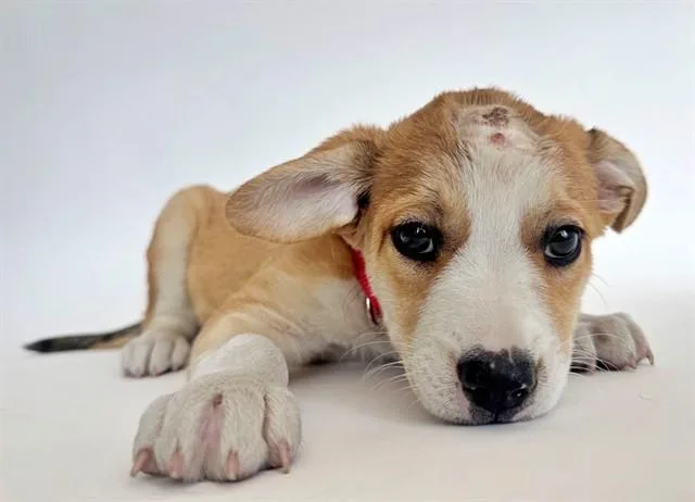 A baby small-sized female Collie dog named Gateway for adoption in Saint Louis, MO